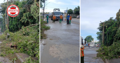 Tempestade em Goiânia: Árvore e galhos caem no Setor Universitário e Jardim Botânico