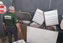 Fábrica clandestina de carne de cavalo é fechada em Anápolis; 790 kg de produtos são apreendidos