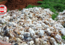 Apagão Mata 4 Mil Frangos em Granja de Anápolis; Produtor Calcula Prejuízo e Cita Reincidência de Problemas na Rede