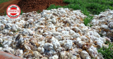 Apagão Mata 4 Mil Frangos em Granja de Anápolis; Produtor Calcula Prejuízo e Cita Reincidência de Problemas na Rede