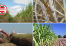 Goiás Deve Alcançar Produção Recorde de Cana-de-Açúcar na Safra 2024/25