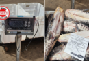 Procon Goiás Autua Supermercado no Parque Industrial João Braz com Quase 80 Kg de Peixe Pintado Vencido à Venda