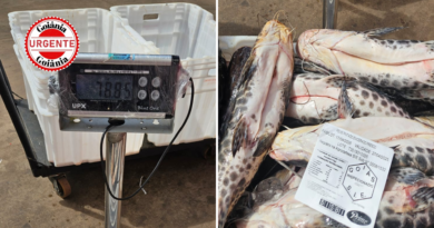 Procon Goiás Autua Supermercado no Parque Industrial João Braz com Quase 80 Kg de Peixe Pintado Vencido à Venda