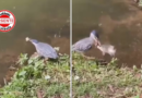 Inteligência Selvagem no Coração de Goiânia: Socozinho Inova a Pesca com Pão no Bosque dos Buritis
