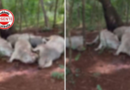 Raio mata sete bois Nelore em fazenda de Buriti Alegre e causa prejuízo de R$ 32 mil