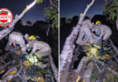Tragédia no campo: trabalhador morre ao ser atingido por tronco de árvore em fazenda no Sudeste de Goiás