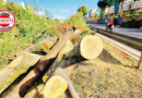 Corte de Árvores na Marginal Botafogo Gera Crise Ambiental e Jurídica em Goiânia