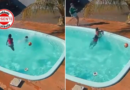 Pequena heroína: menina de 8 anos salva colega de afogamento em piscina durante festa em Goiás