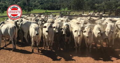 Goiás prorroga vacinação obrigatória contra raiva em herbívoros até 25 de junho: última etapa antes de novo modelo sanitário