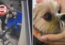 Funcionário terceirizado é flagrado agredindo cão em pet shop de Aparecida de Goiânia: “Ele pode até ficar cego”, diz tutora
