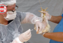 Goiás confirma primeiro caso de gripe aviária em aves domésticas: foco foi identificado em Santo Antônio da Barra