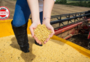 PIB de Goiás avança 7,7% no 1º trimestre de 2025 e lidera crescimento entre estados impulsionado pelo agronegócio