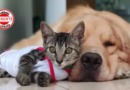 Brasil Proíbe Tatuagens e Piercings em Cães e Gatos: Nova Lei Eleva Proteção Animal e Endurece Penas por Maus-Tratos