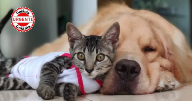 Brasil Proíbe Tatuagens e Piercings em Cães e Gatos: Nova Lei Eleva Proteção Animal e Endurece Penas por Maus-Tratos