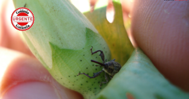Goiás inicia vazio sanitário do algodão para conter praga que pode atingir 70% das lavouras