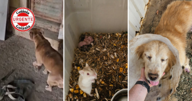 Polícia Civil prende mulher por maus-tratos a animais e resgata centenas em situação extrema, em Goiânia e Aparecida