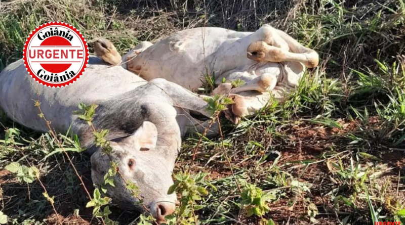 Trem da Ferrovia Norte-Sul atropela rebanho e mata dez vacas, em Palmeiras de Goiás