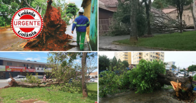 Temporal provoca queda de mais de 100 árvores e galhos e mobiliza força-tarefa em Goiânia