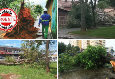 Temporal provoca queda de mais de 100 árvores e galhos e mobiliza força-tarefa em Goiânia