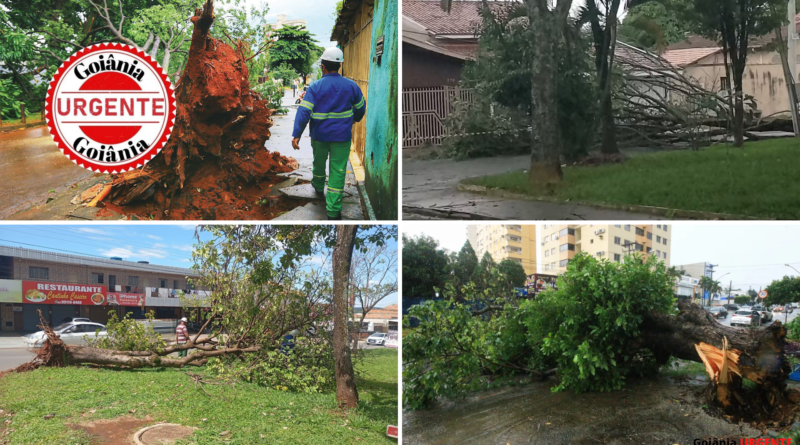 Temporal provoca queda de mais de 100 árvores e galhos e mobiliza força-tarefa em Goiânia