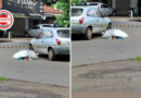 Motorista sofre mal súbito, morre em via pública e corpo permanece horas à espera de remoção na Vila Canaã