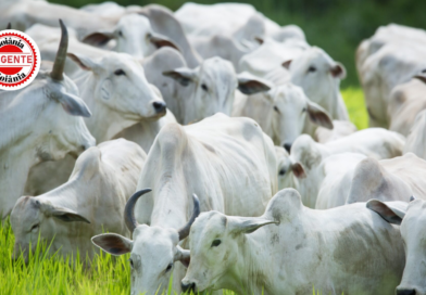 Goiás encerra prazo da 2ª etapa da Declaração de Rebanho: produtores têm até quinta para regularizar cadastro