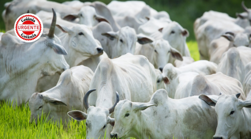 Goiás encerra prazo da 2ª etapa da Declaração de Rebanho: produtores têm até quinta para regularizar cadastro