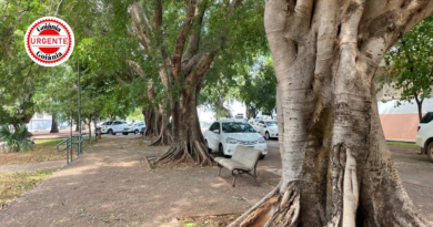 Iphan responsabiliza Prefeitura de Goiânia por supressão irregular de árvores em área tombada da Praça Cívica