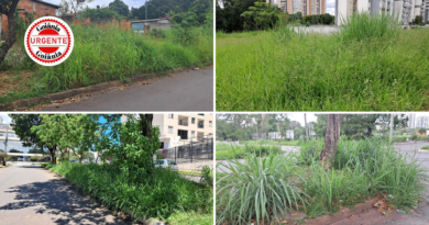Mato alto avança em bairros periféricos e expõe falhas na manutenção urbana, em Goiânia