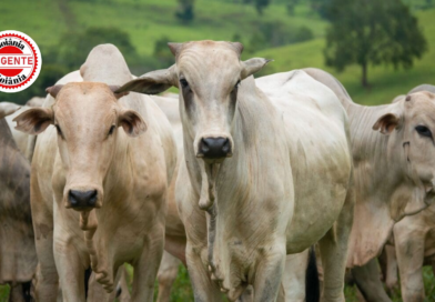 Ronaldo Caiado envia à Assembleia Legislativa do Estado de Goiás projeto que perdoa R$ 400 milhões em autuações fiscais no campo