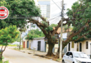 Prefeitura de Goiânia determina suspensão imediata de podas da Equatorial por danos à arborização urbana