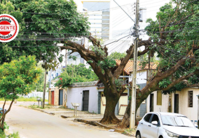 Prefeitura de Goiânia determina suspensão imediata de podas da Equatorial por danos à arborização urbana