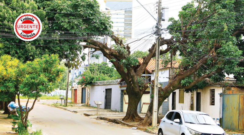 Prefeitura de Goiânia determina suspensão imediata de podas da Equatorial por danos à arborização urbana