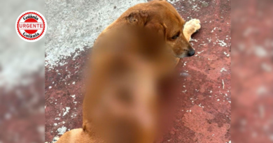 Cão comunitário sofre queimaduras graves após agressão registrada por câmeras em bairro de Goiânia