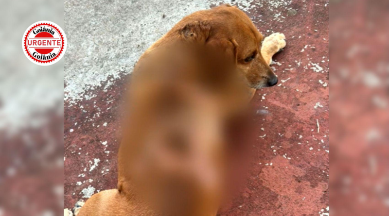 Cão comunitário sofre queimaduras graves após agressão registrada por câmeras em bairro de Goiânia