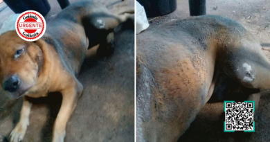 Cachorro morre após ser incendiado; versão de legítima defesa é contestada pela polícia