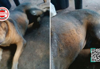 Cachorro morre após ser incendiado; versão de legítima defesa é contestada pela polícia