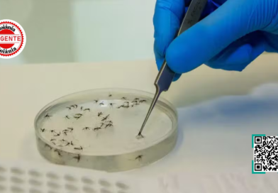 Goiás confirma primeiro caso autóctone de febre Oropouche e acende alerta epidemiológico