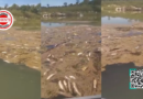 Mortandade de peixes reacende alerta ambiental no Lago Serra da Mesa e expõe vulnerabilidades persistentes