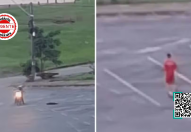 Bombeiro reage a ataque e mata cão a tiros em Goiânia; caso é apurado