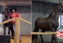 Cavalo de haras de Gusttavo Lima é vendido por R$ 1,1 milhão e valor será destinado ao Hospital de Câncer em Goiás
