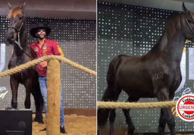 Cavalo de haras de Gusttavo Lima é vendido por R$ 1,1 milhão e valor será destinado ao Hospital de Câncer em Goiás