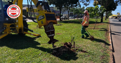 Comurg começa retirada de raízes em Goiânia e moradores já podem solicitar serviço gratuito