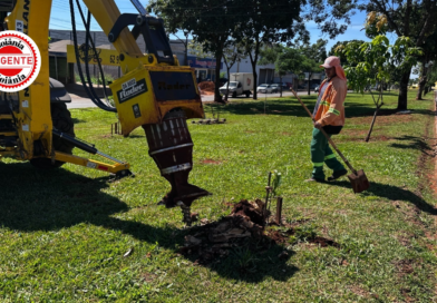 Comurg começa retirada de raízes em Goiânia e moradores já podem solicitar serviço gratuito