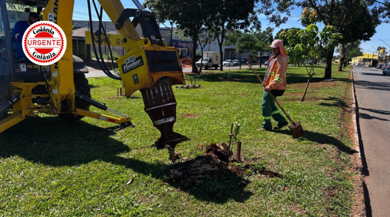 Comurg começa retirada de raízes em Goiânia e moradores já podem solicitar serviço gratuito