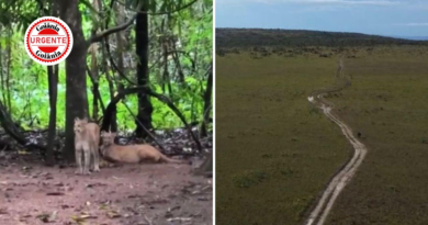 Menina é atacada por onça-parda em trilha na Chapada dos Veadeiros e caso acende alerta em área turística