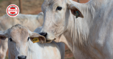 Agrodefesa amplia prazo da Declaração de Rebanho e alerta produtores para evitar multas e bloqueios