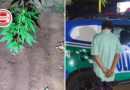 Filho agride e ameaça a própria mãe por causa de plantação de maconha e acaba preso, em Aparecida