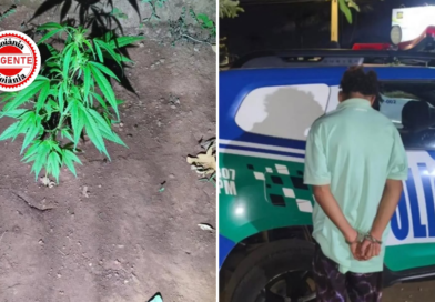 Filho agride e ameaça a própria mãe por causa de plantação de maconha e acaba preso, em Aparecida