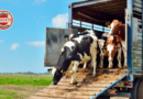 Goiás elimina exigência de documento impresso e moderniza fiscalização do transporte animal